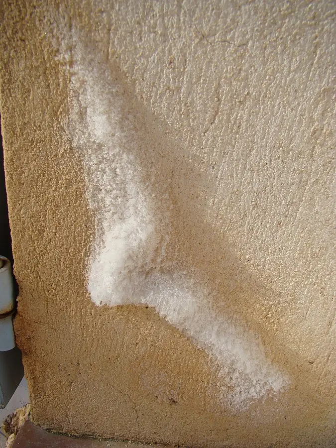 Le salpêtre forme une couche blanche sur le mur humide il provient des sels minéraux présents dans les eaux souterraines qui remonte par capillarité sur les murs.